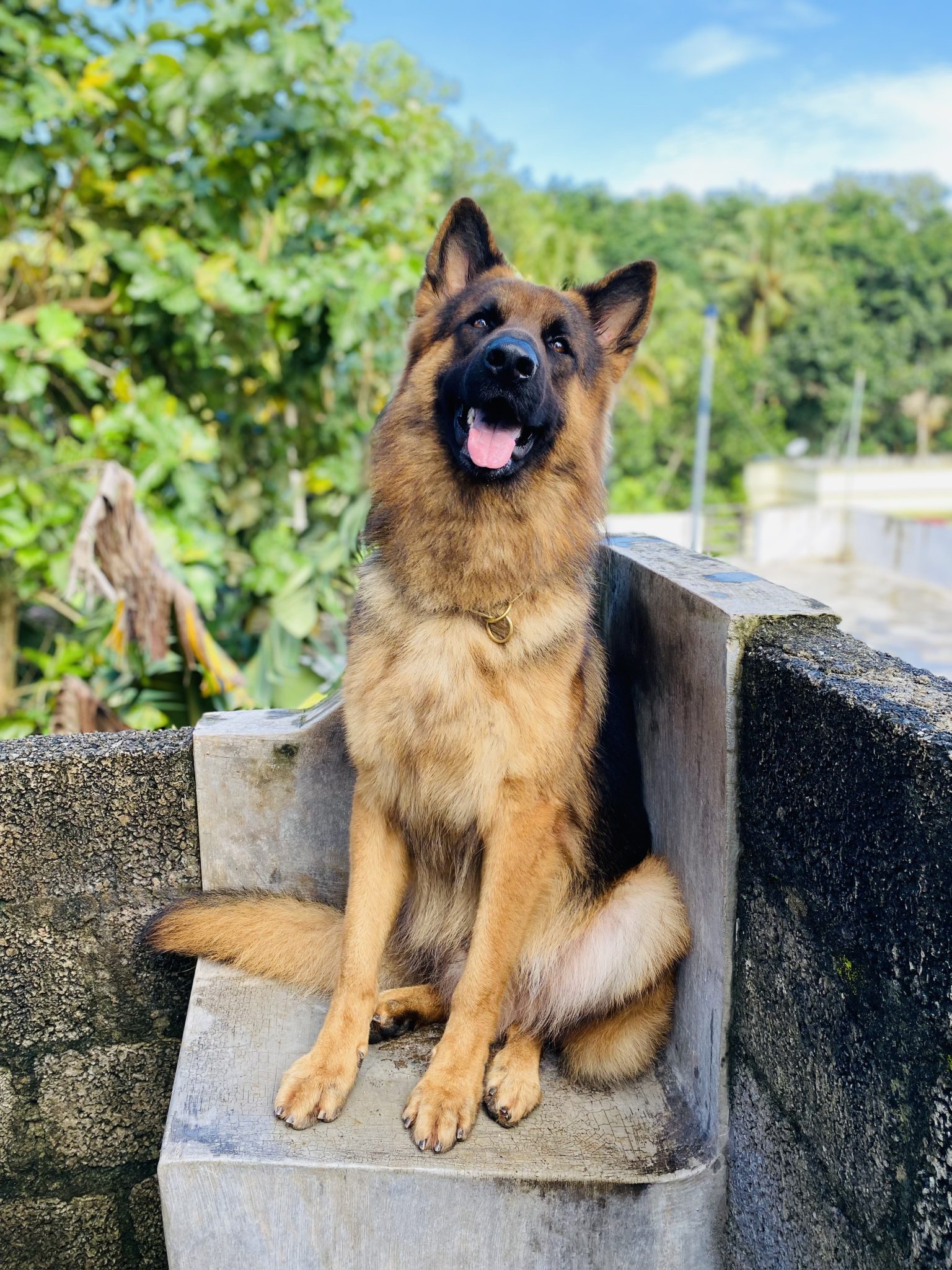 Bruno, a German Shepherd, sitting happily on a stone bench in the sun.