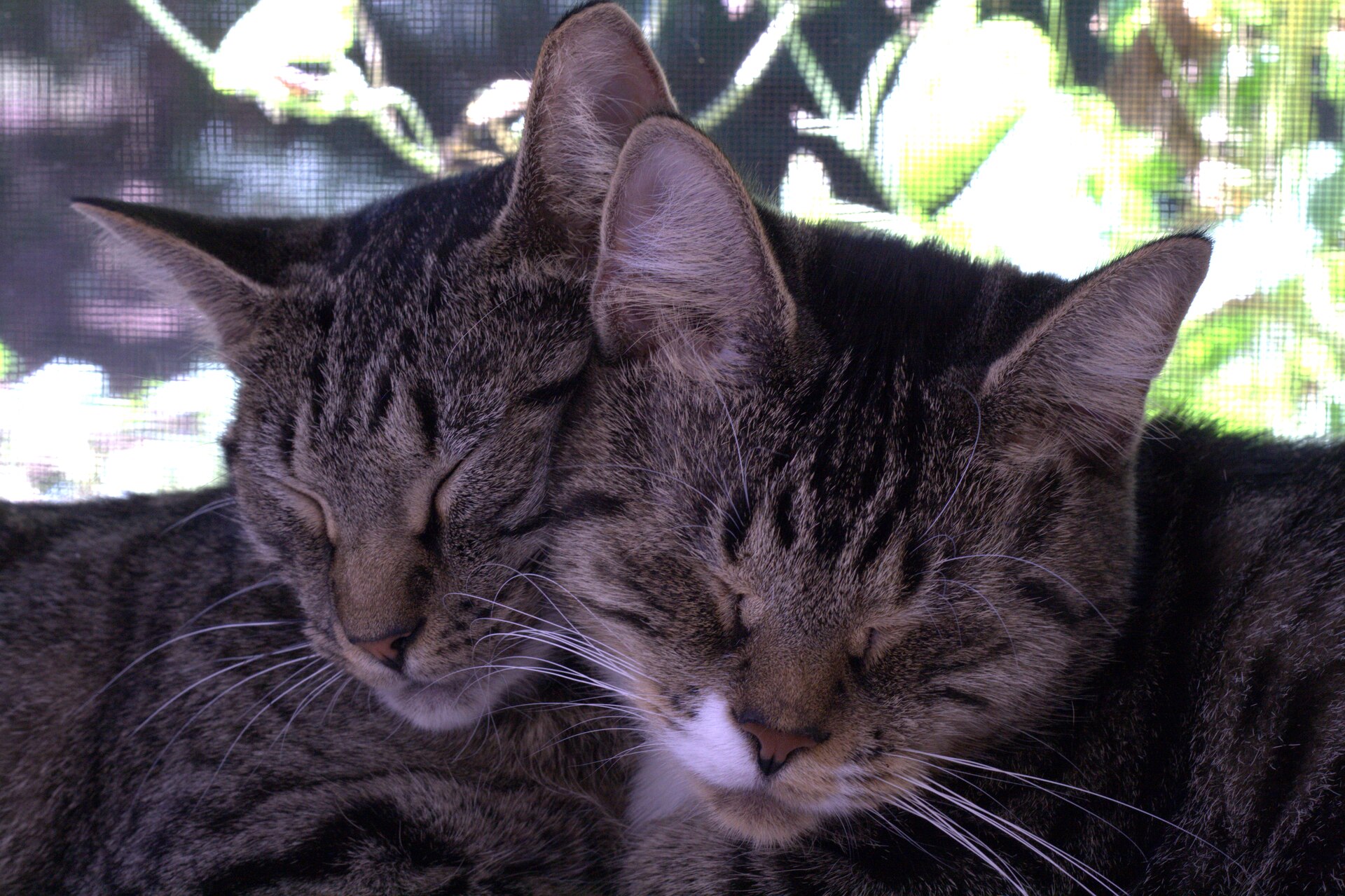 Moth and Ferris, two tabby cats, asleep cheek to cheek.