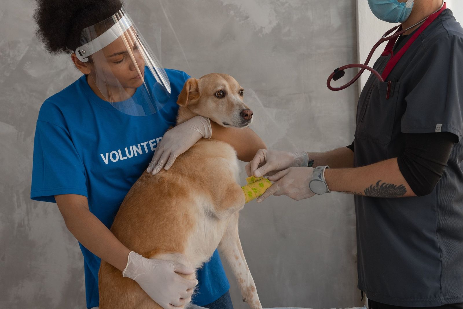 A volunteer holds a calm golden dog while a vet wraps its front leg in a bandage.